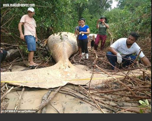العثور على حوت عملاق  في قلب غابات الأمازون