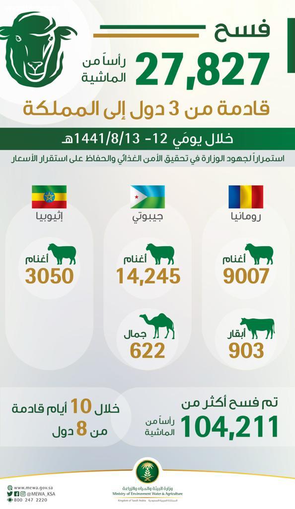 البيئة: 27,827 رأساً من المواشي تصل من رومانيا وإثيوبيا وجيبوتي إلى المملكة