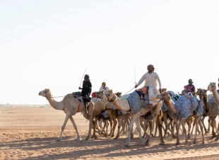 غداً.. رماح تشهد انطلاق سباق الهجن الثالث 