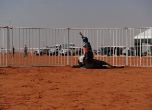 خلال مسابقة مهرجان الملك عبدالعزيز للإبل.. متسابق يطرح قعود