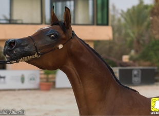 إختتام فعالية أنتاجية جمال الخيل العربية الأصيله الثامنه بمحافظة الطاىف 