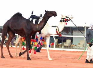 الذاير صدارة وبس