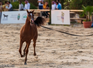 إنطلاق  مسابقة جمال الخيل العربية 