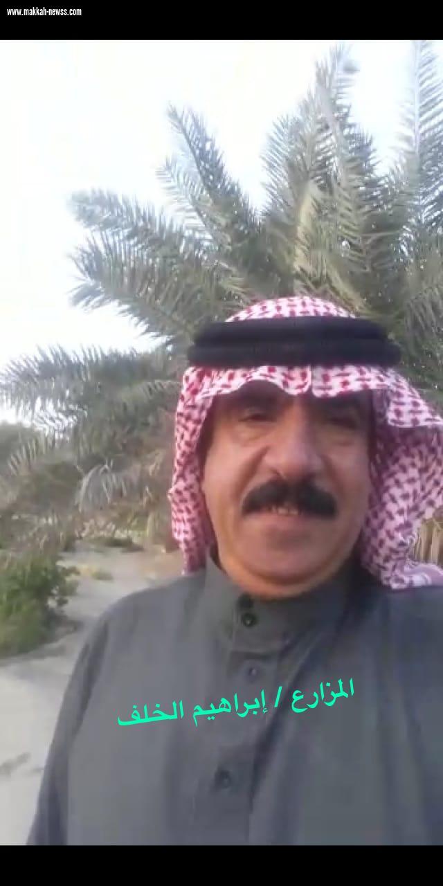 دخول موسم تلقيح النخيل بالأحساء