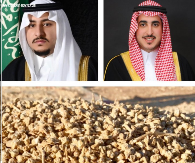 اغلى من القمح ..الجوف تحتفي بنبتة 