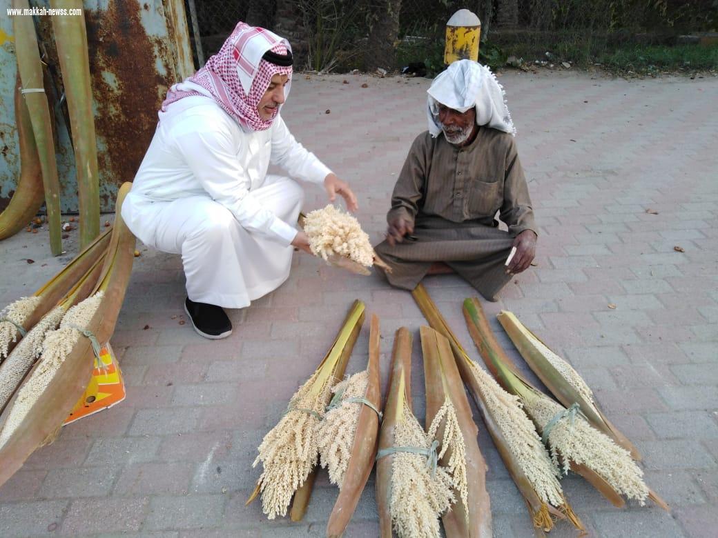 دخول موسم تلقيح النخيل بالأحساء