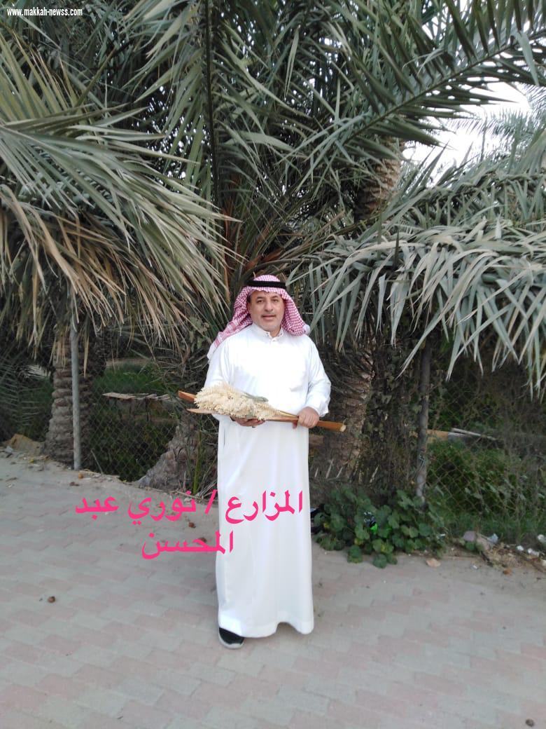 دخول موسم تلقيح النخيل بالأحساء