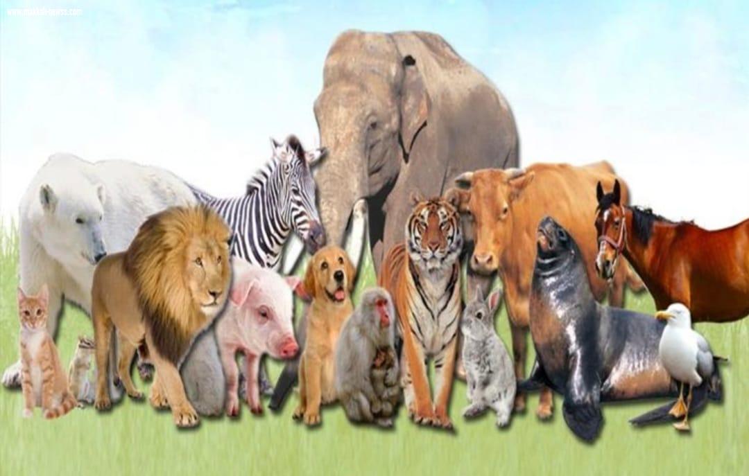 عندما تنهق الحمير ..