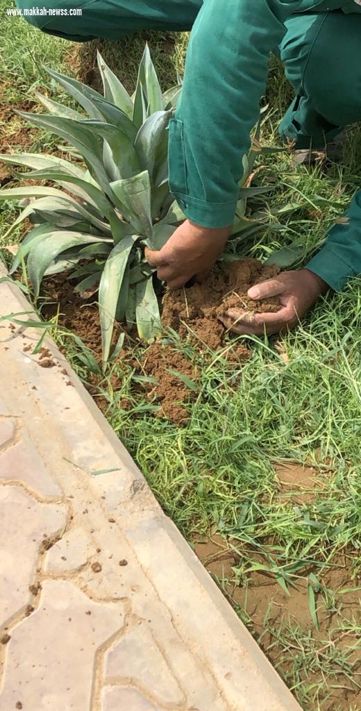 ضمن فعاليات أسبوع البيئة المعلمة المتطوعة مرغمة خواجي تبادر بحملة تشجير حديقة ضمد 