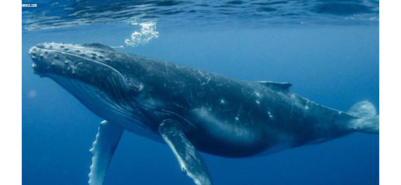 (سيفونية حيتان)