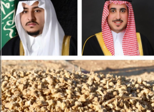 اغلى من القمح ..الجوف تحتفي بنبتة 