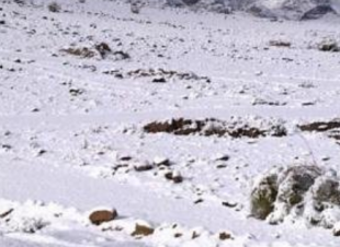 الموجة القطبية