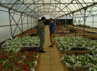 سجون مكة المكرمة تقدم 8450 نبتة لأمانة العاصمة المقدسة