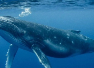 (سيفونية حيتان)